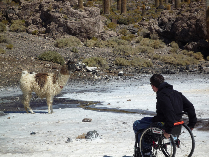 Lama et fauteuil roulant
