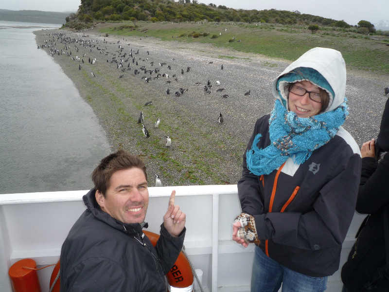 hp-pinguins