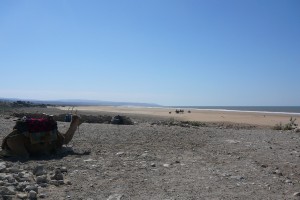 cameau-maroc-plage