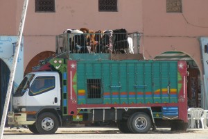 transport-maroc-betaille