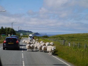 Horizons Partagés 2013 - Ecosse -moutons_route