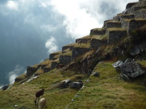 cite-lama-machu-picchu