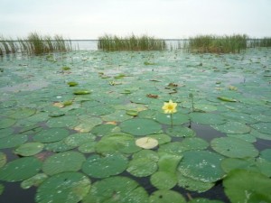 nenuphare-everglades-floride