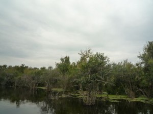 oiseaux-arbre-everglade-floride