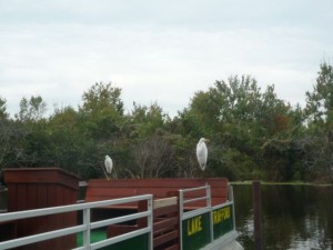 oiseaux-everglades-floride