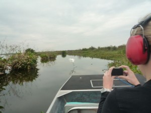 oiseaux-marecages-everglades-floride