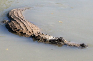 reptile-aligator-floride