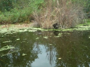 reptile-everglades-floride