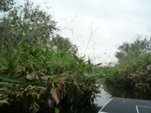 vegetation-everglades-floride